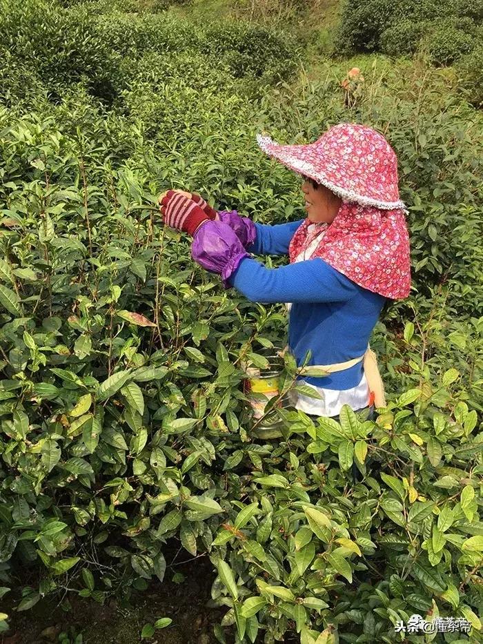 真正的金骏眉是什么样子的,你们喝金骏眉有没有感觉到有霉味