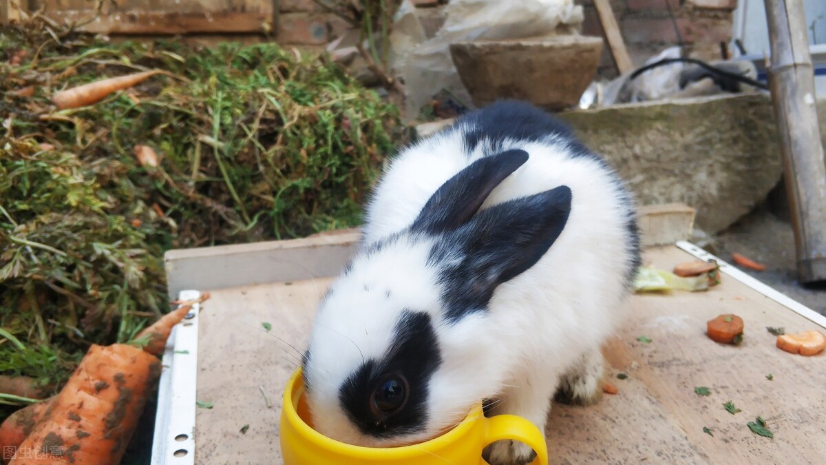 兔子吃什么蔬菜,兔子吃什么蔬菜最好养活