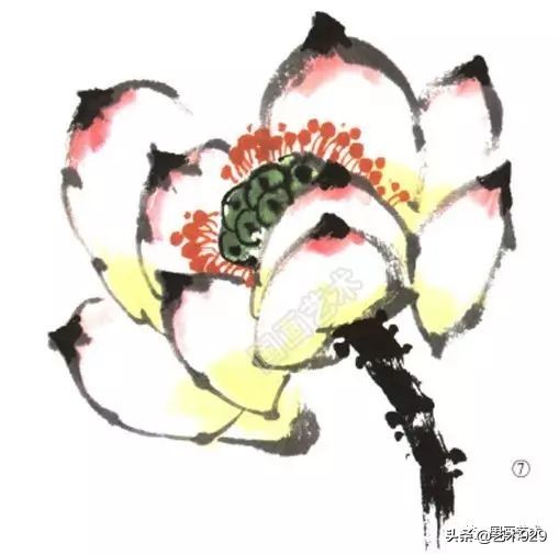 荷花的画法和步骤图解,最简单的荷花画法一学就会