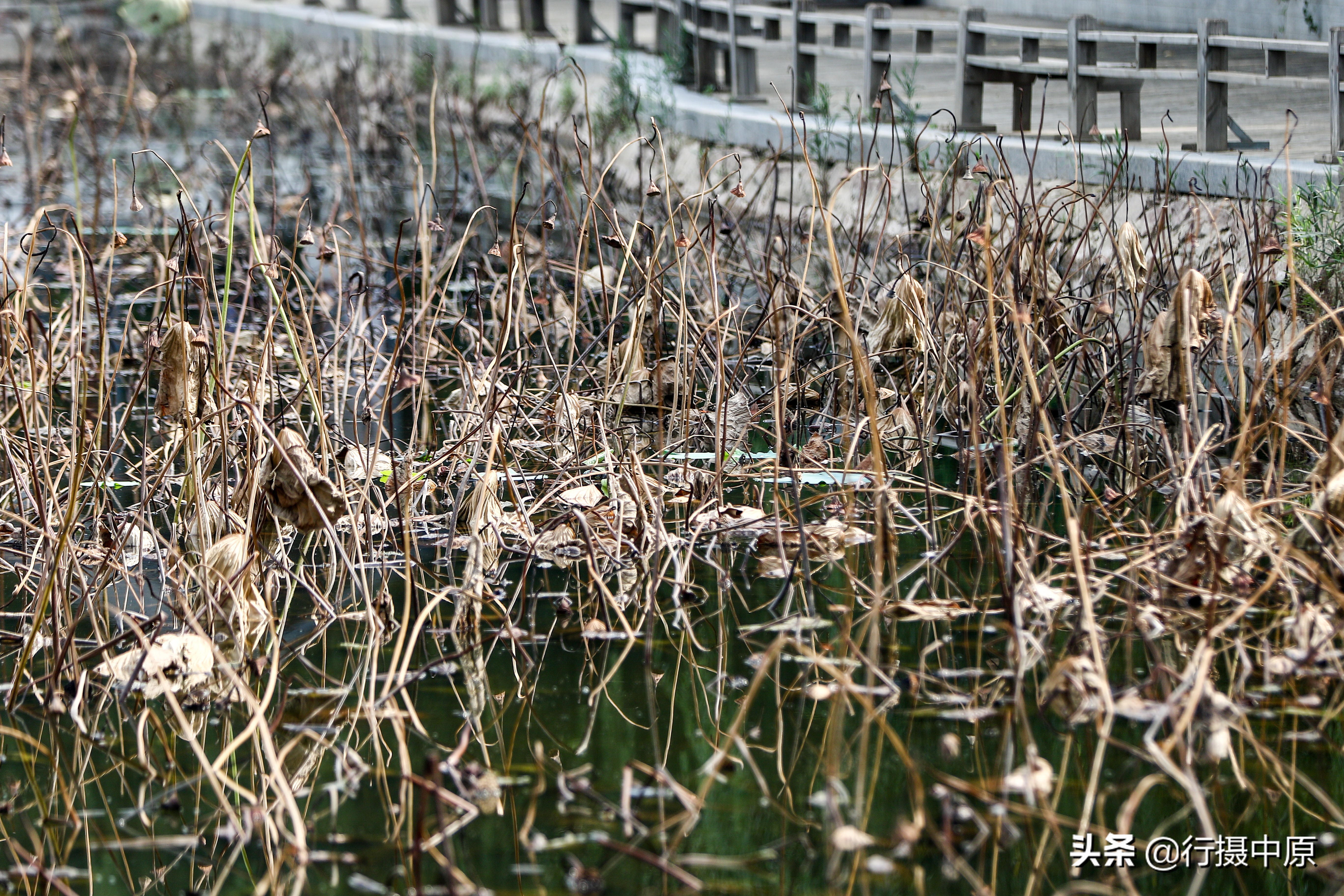 荷花“泡水”后会咋样？这场景，你可能没见过