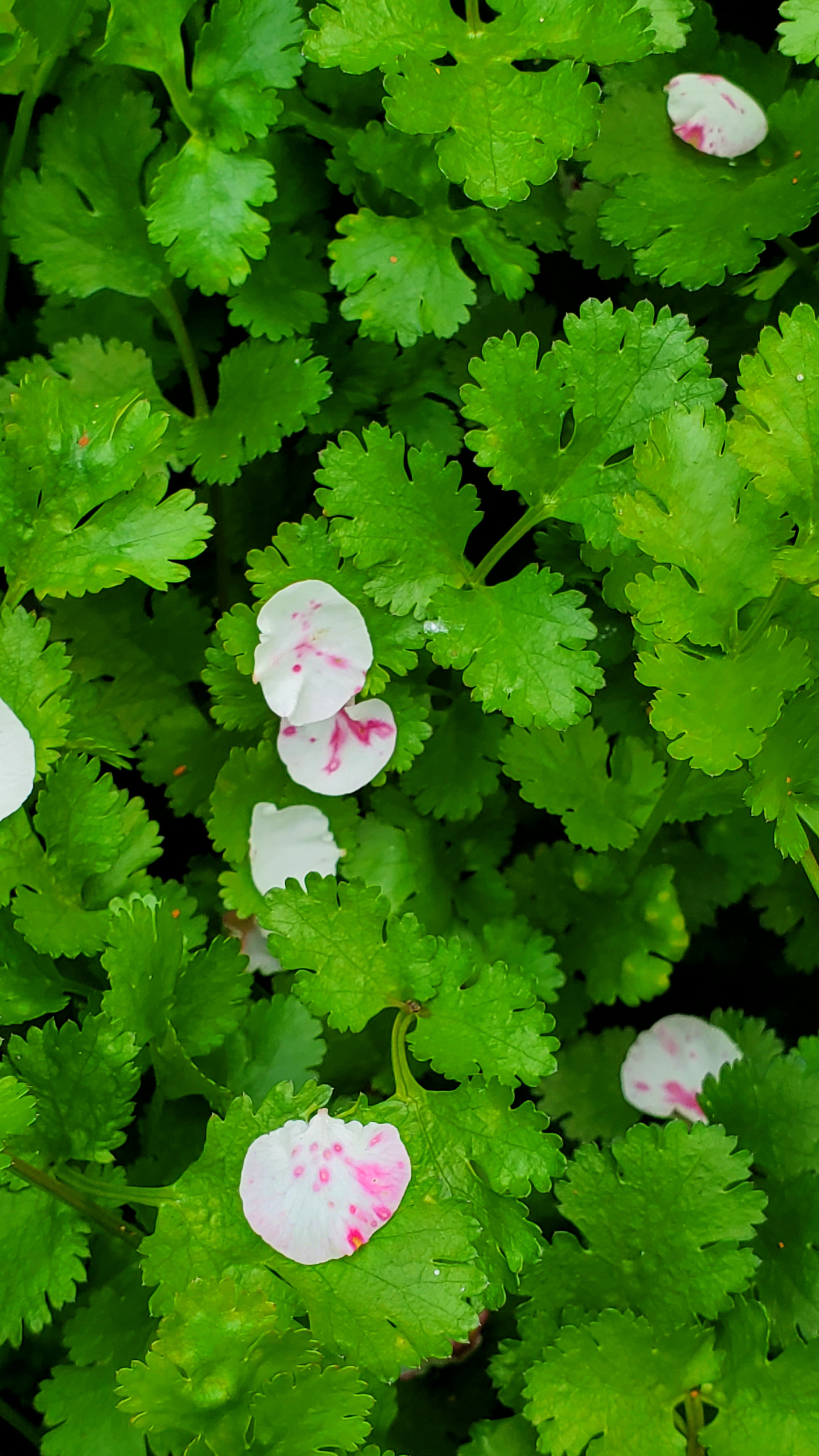 和春住。带着小神兽去踏青