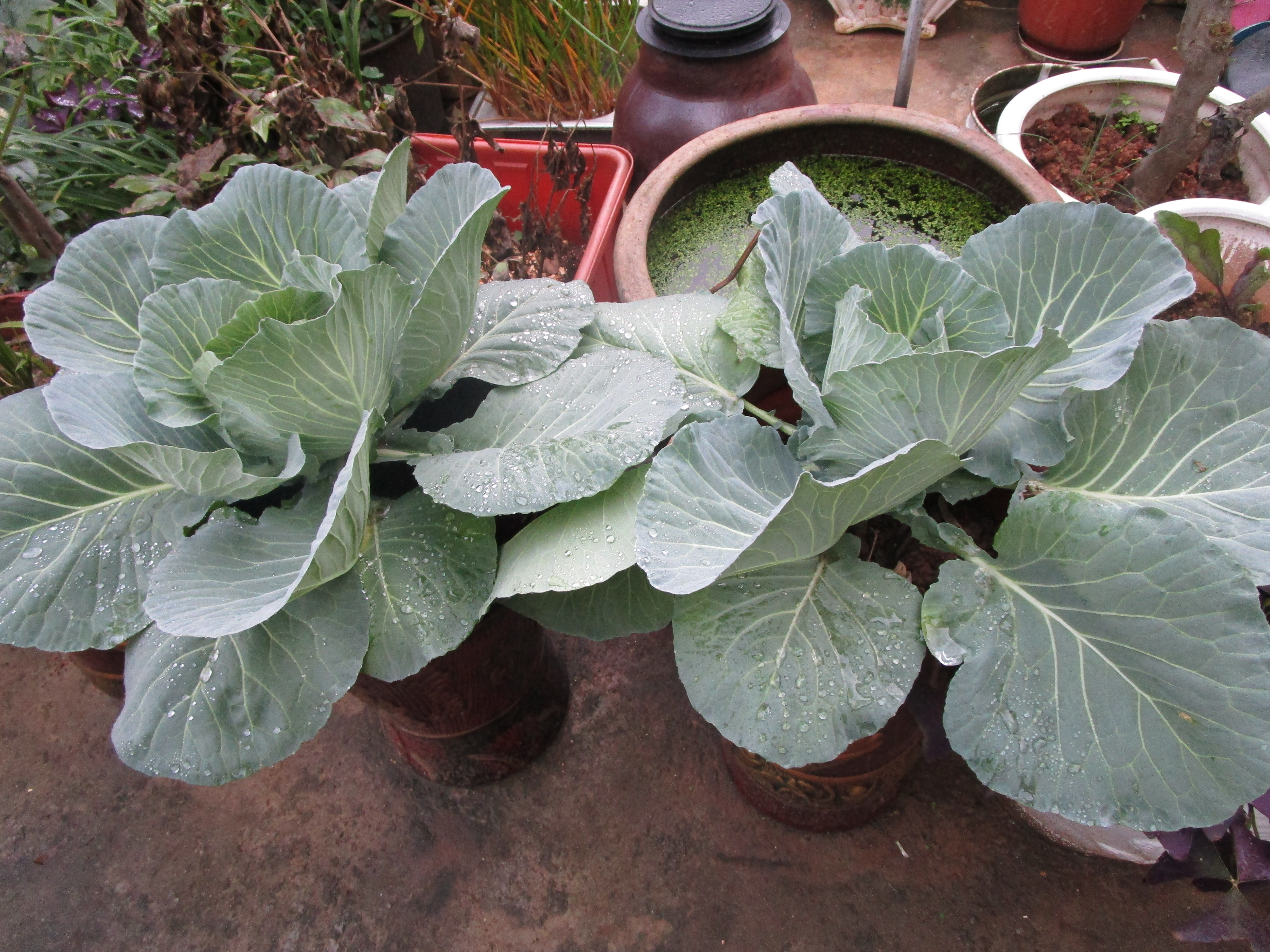 甘蓝蔬菜档案介绍,十种蔬菜卷心菜