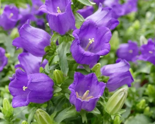 腊梅种花盆,腊梅花种子好种