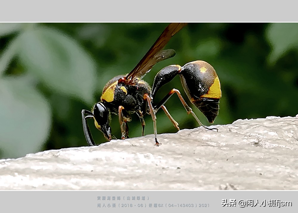 昆虫摄影技巧与方法,蜂蛾拍摄技巧