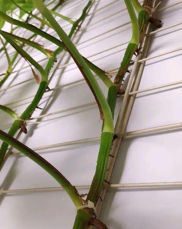 盆栽绿萝怎么浇水施肥,绿萝可以用鱼缸水施肥吗