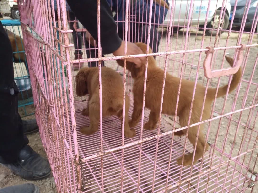 狗市场金毛幼犬出售,狗市商贩卖金毛