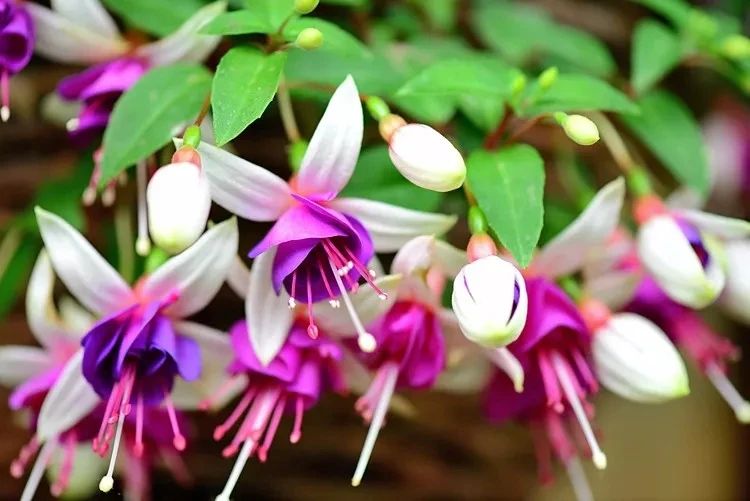 花朵颜值特别高的盆栽倒挂*钟金**,夏天容易挂掉,有什么办法挽救?