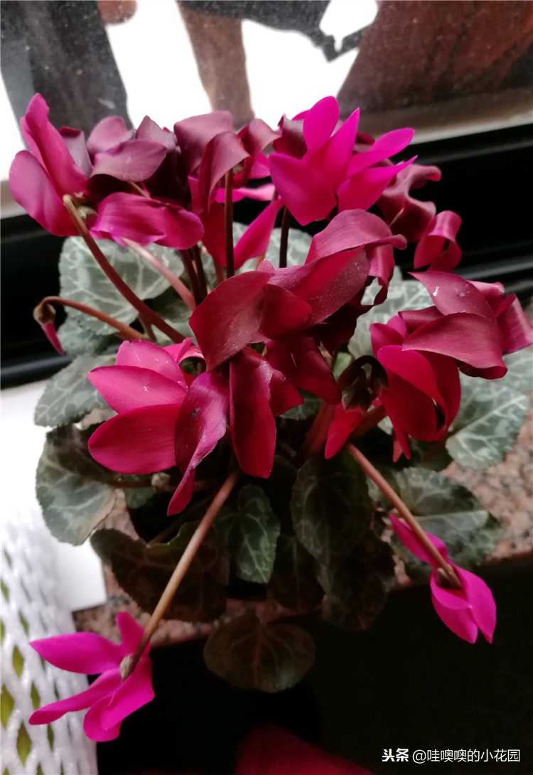 仙客来移盆倒伏的补救方法,仙客来花朵出现倒伏的原因