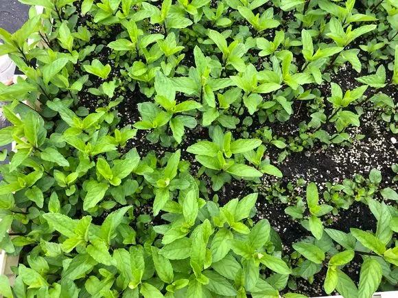 薄荷在家中养哪个品种比较好,薄荷什么品种适合养在家里