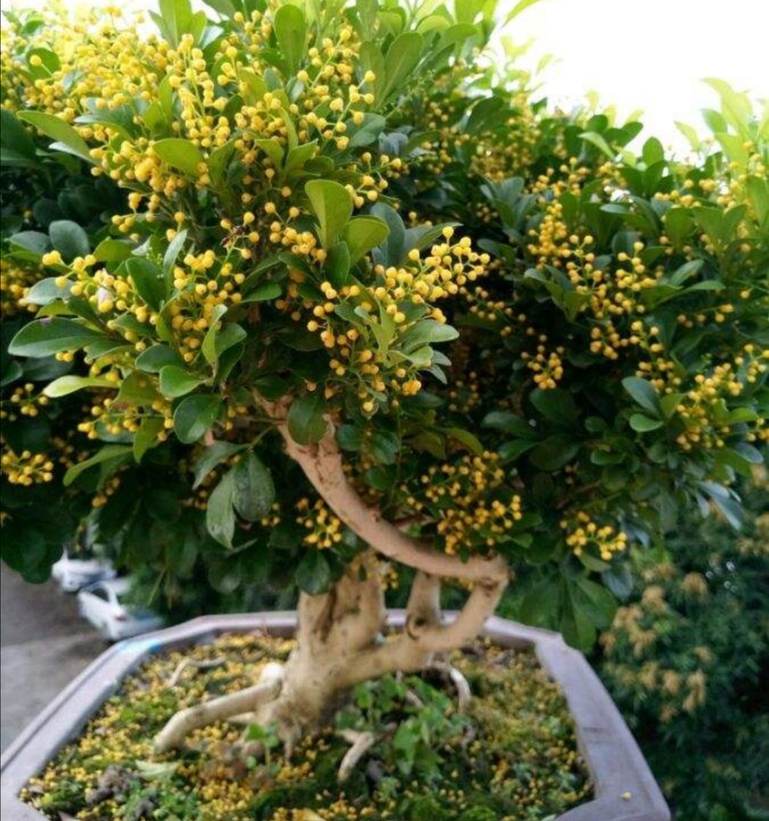 米兰只打骨朵不开花是什么原因,米兰开花苞不开花