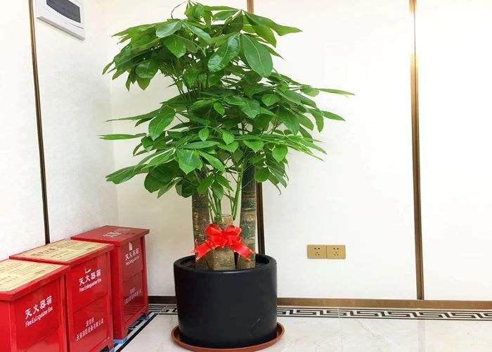 不会养文竹掌握4个方法枝叶翠绿,不会养栀子花教你6个方法