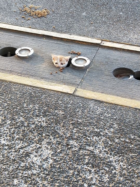 今日萌图,仓鼠身上长了疑似肿瘤的东西