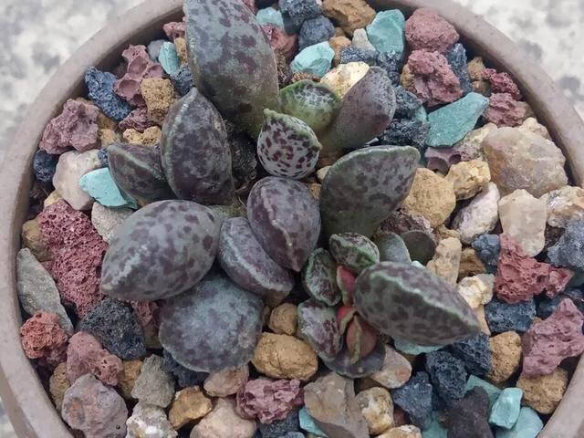 养了8年的多肉海豹,曾经的小海豹