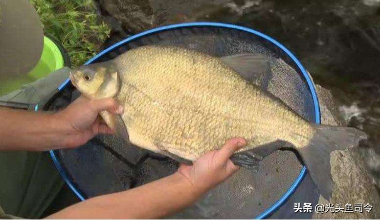 野钓不要总想着用“小药”爆护，小药真的有用吗？不要在交智商税