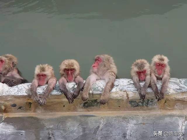 日本温泉猴子纪录片,日本猴子泡温泉头顶毛巾