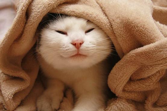 猫咪鼻子摸着干干的,猫咪鼻子湿润是正常的嘛