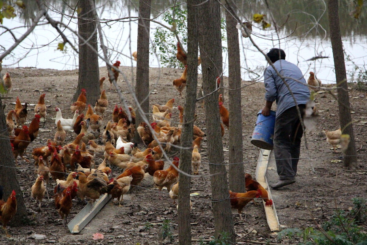 乡村振兴在农村有什么创业项目,2023年乡村振兴创业项目有哪些