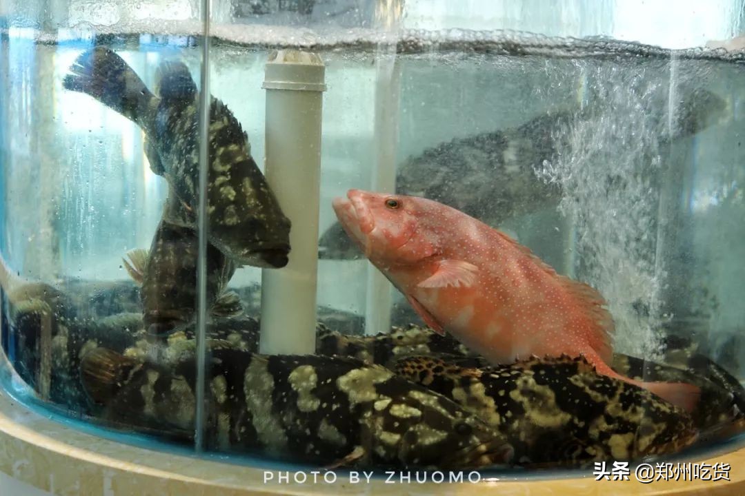 188元/条!吃养颜旺财老虎斑,就来肥隆“食斑节”