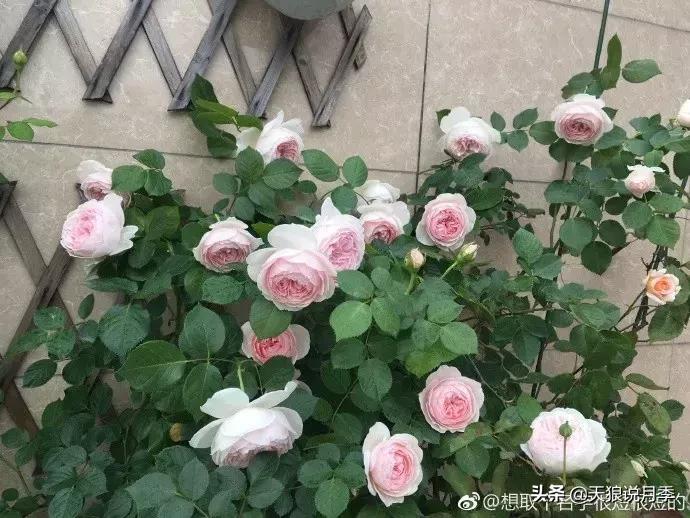 哪些月季品种抗病强,抗病性好月季有哪些