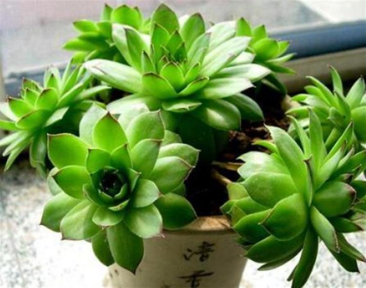 多肉穿裙子了是咋回事,观音莲多肉穿裙子了怎么拯救