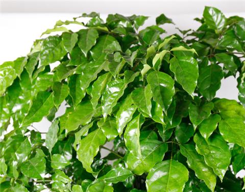 幸福树叶子尖端发黄挽救方法,幸福树叶子很稀怎么变茂盛