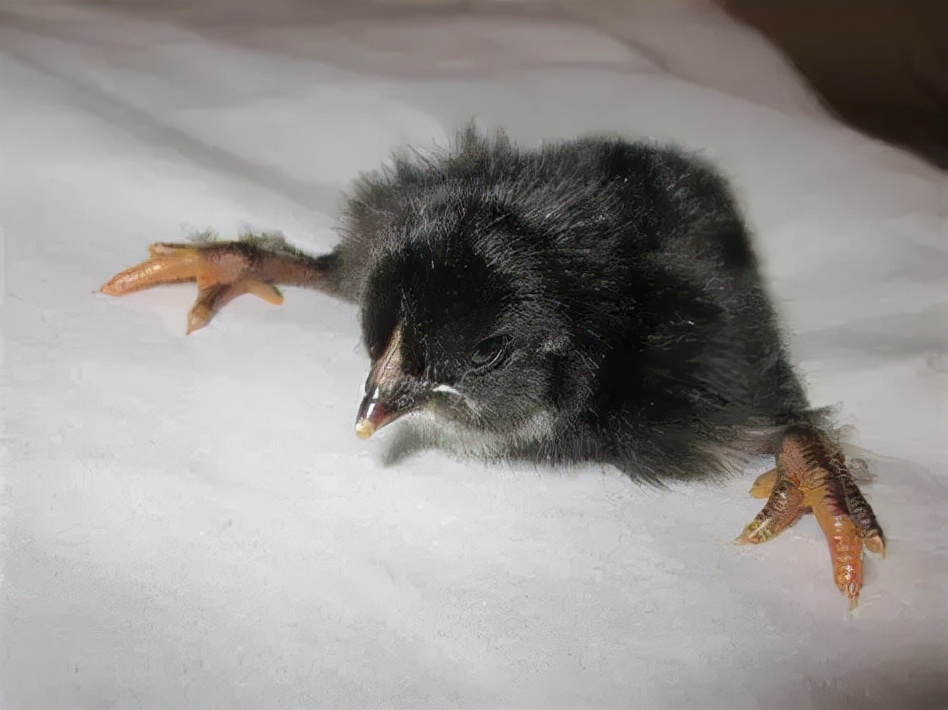 雏鸡跛脚是什么原因,雏鸡勾脖子蹲腿是什么病