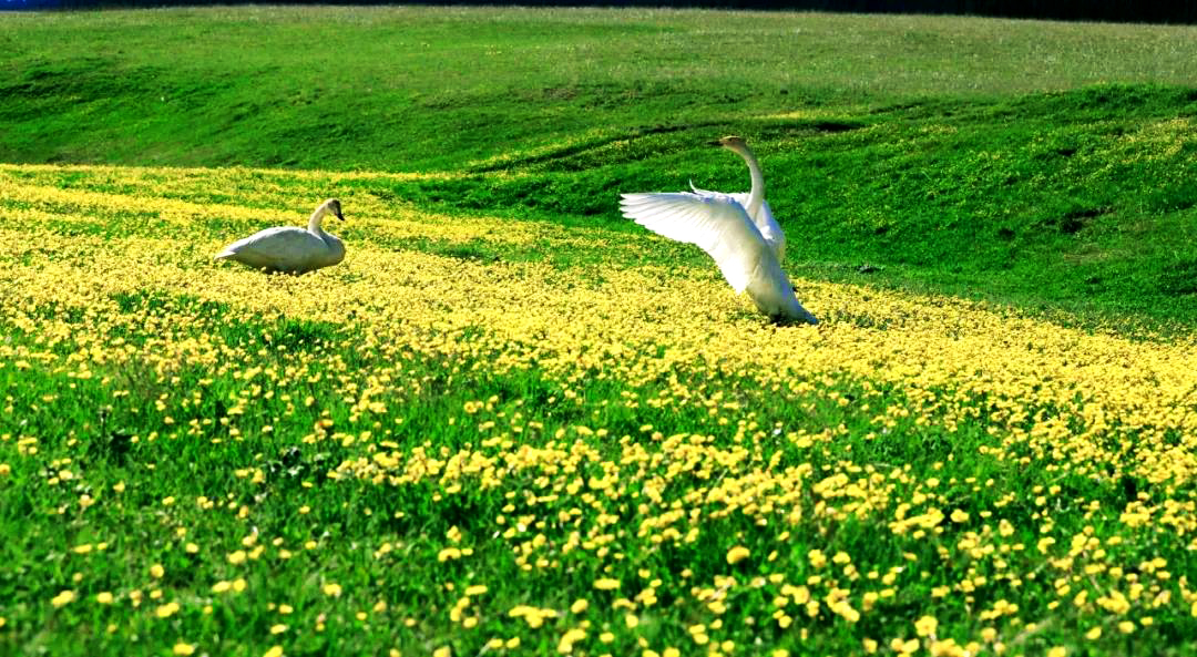 7月8月国内最美的地方,七八月份最美的地方