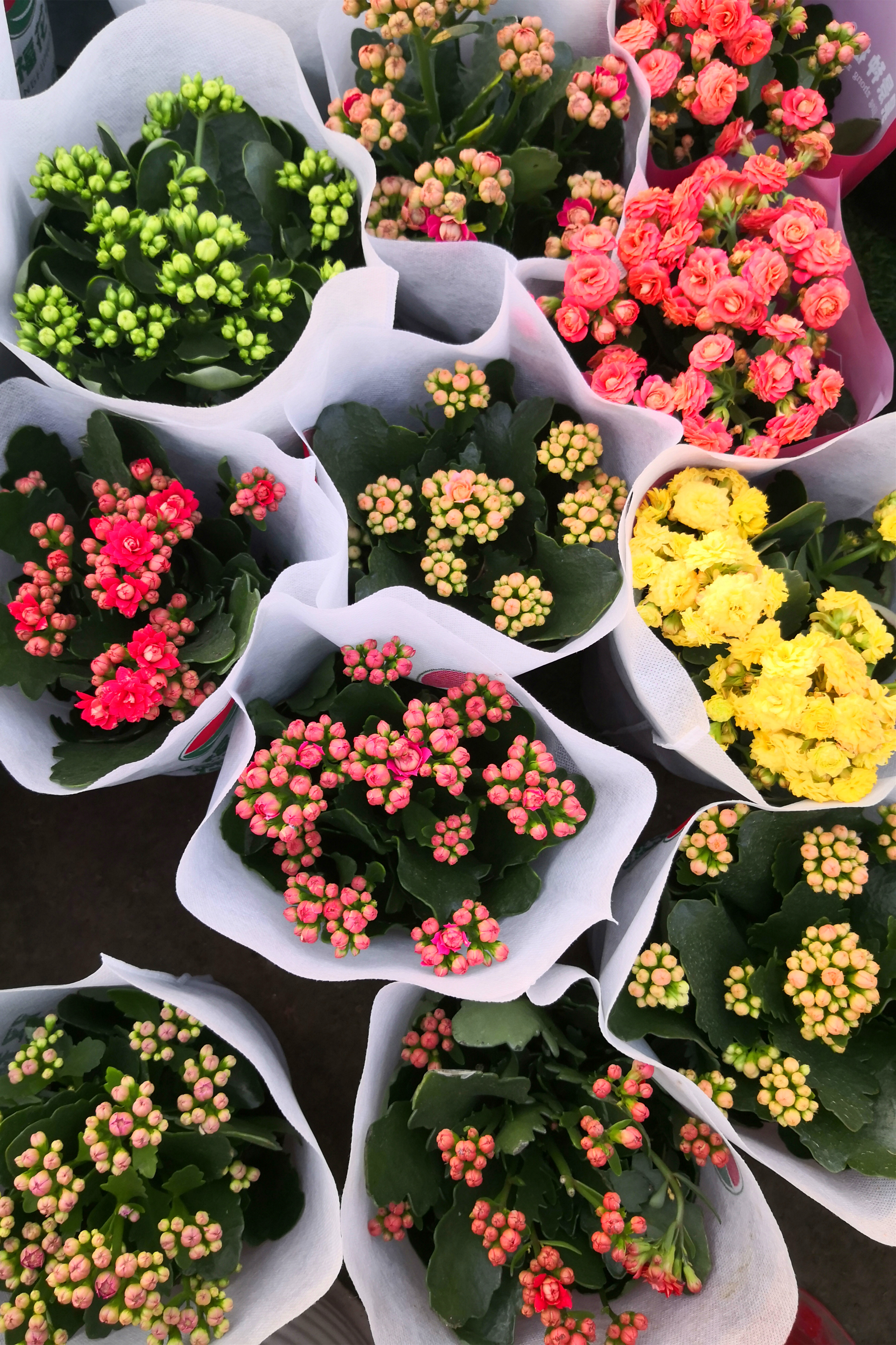 东营最大的花卉批发市场在哪里,东营地区哪里有花卉市场