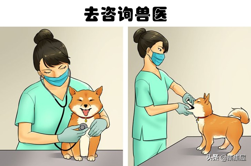 狗狗喜欢咬东西戴什么纠正,狗狗喜欢吞食怎么办