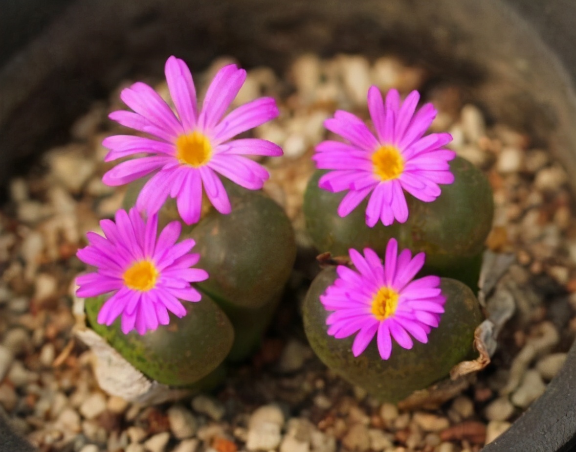 生石花样貌平平，花朵却好看，春天到了养起来