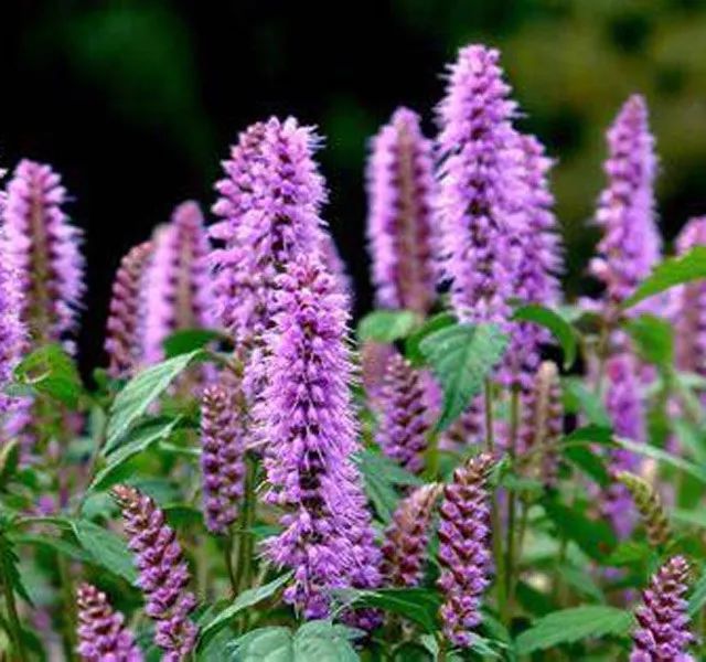 雨水花园植物区,雨水花园水生植物