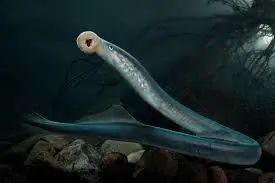 新西兰的雨林||皮龙亚狂想曲（7）