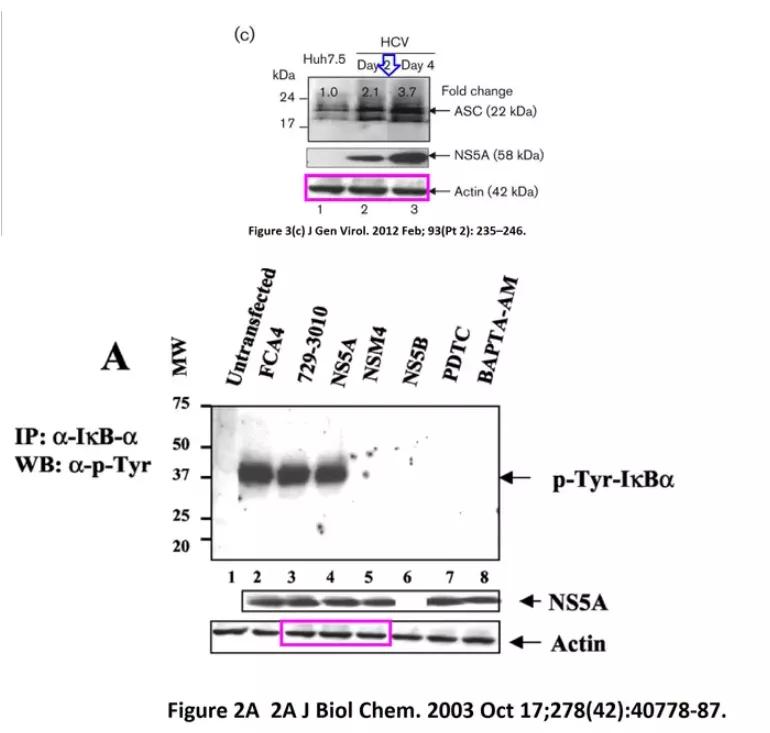 论文图片作假,论文撤稿是真的假的