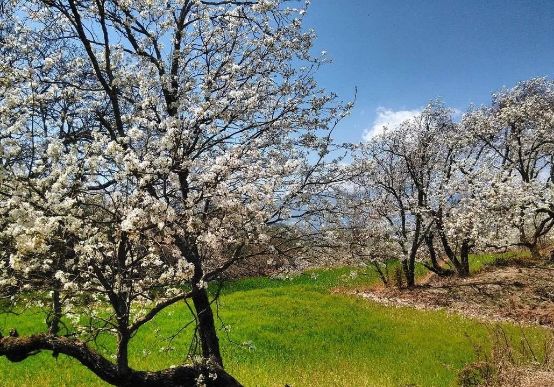 唐山社保待遇领取资格认证,唐山老人社保怎么办理退休