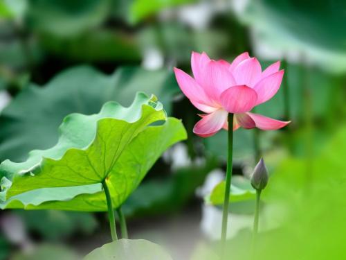 荷花酒酱香53度君盟,荷花经典酱香酒