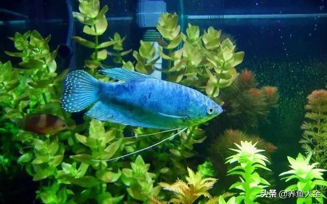 鱼缸观赏鱼哪个最好养,最好养的十种观赏鱼