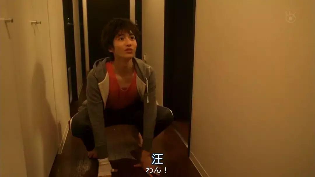 宠物情人日剧甜剧,宠物情人电视剧