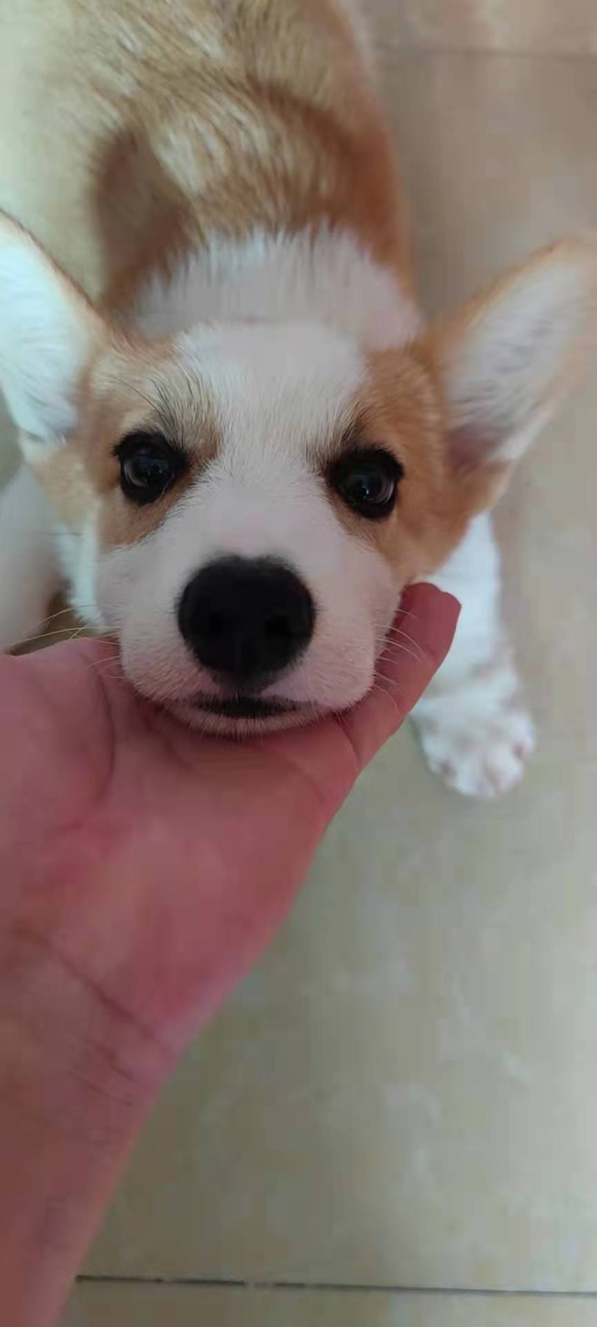 第一次养狗柯基,第一次养狗建议柯基还是比熊好