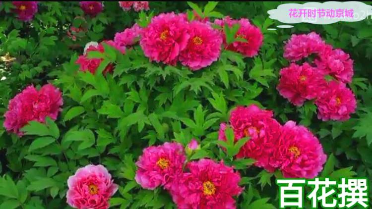 雍容华贵的国之牡丹惊艳了世界,美丽富贵的国花洛阳牡丹