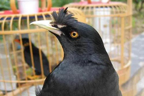 八哥鸟拉稀是白色没精神的怎么办,八哥鸟容易生病吗