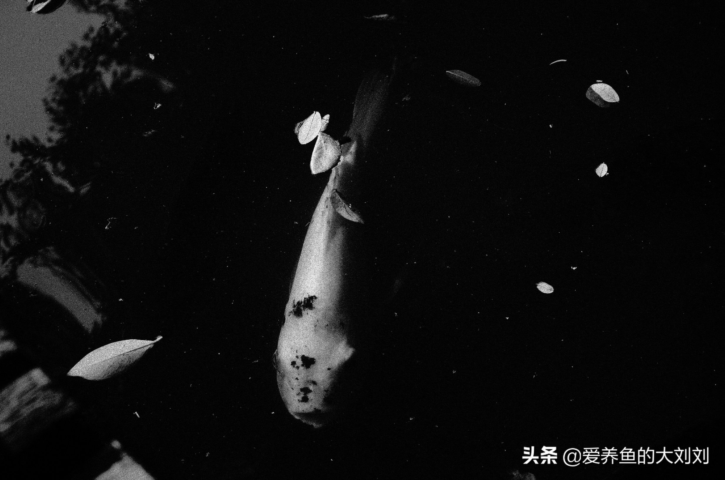 锦鲤怎样才肥又大,秋天到了该减肥了