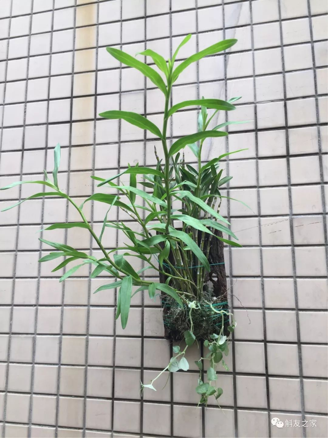 石斛兰黄叶怎么解决,为什么石斛兰叶子很脆