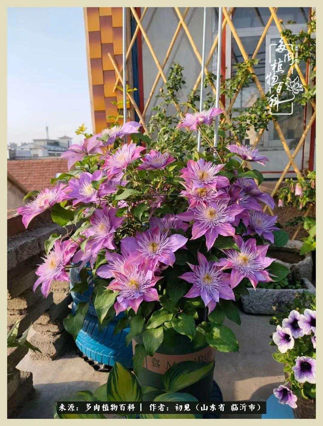 和多肉植物相伴,和多肉相处的心情