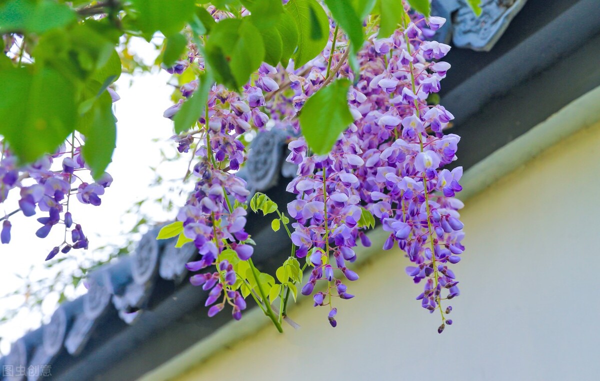 这8种花草决不能放家里,房顶植物花草种植方法