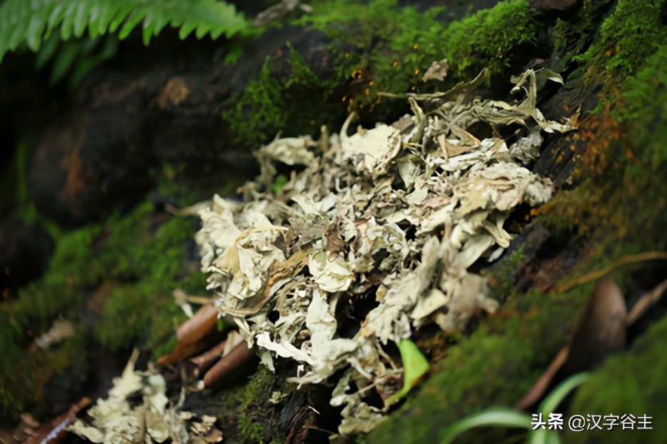 大语文大在哪？汉字思维是什么？以“夜未艾”的“艾”作例讲开去