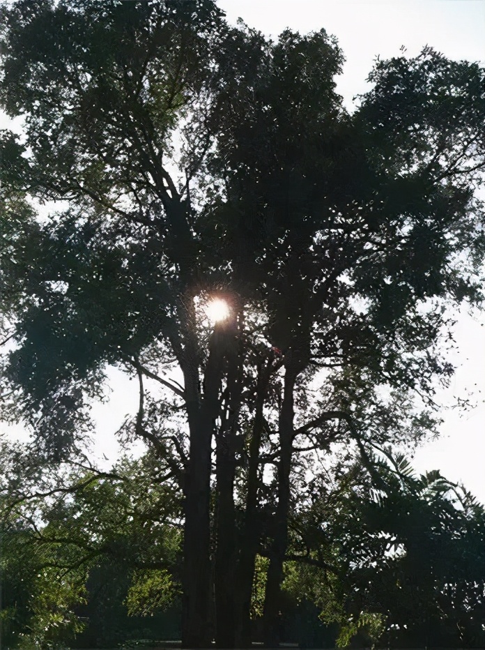 檀木知识,红木知识