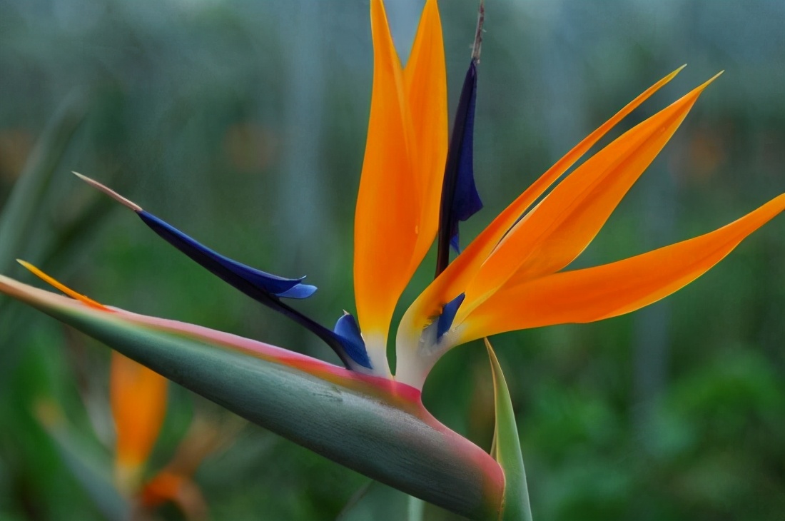 中国星座花语是什么,十二月的星座花语