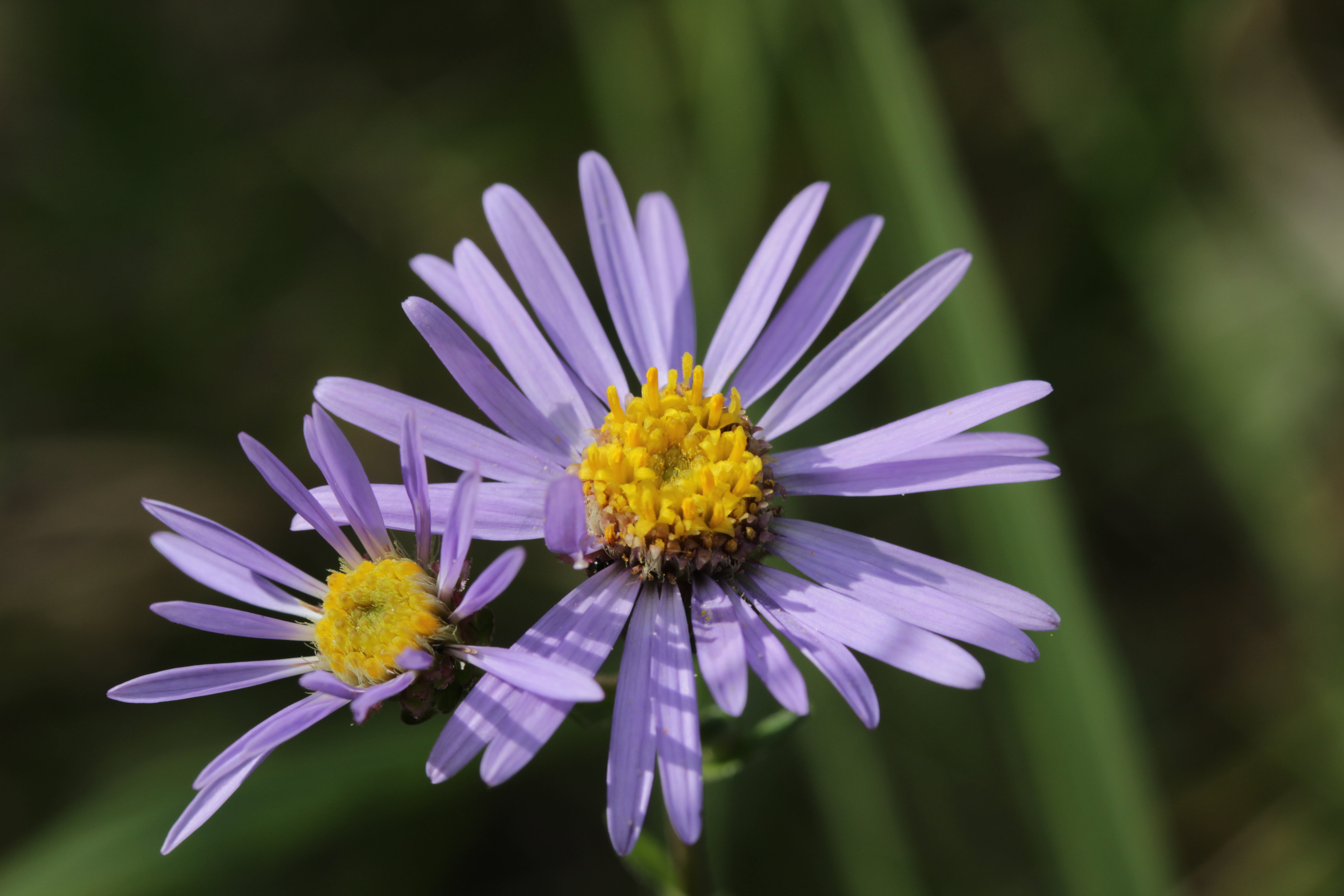 每个十一月生日对应的生日花,365天每天代表生日的花有哪些