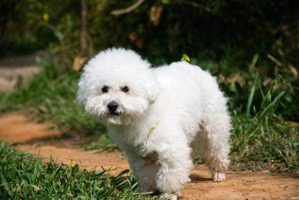 比熊这五种表现主人要注意了,狗狗比熊认可你的5个征兆