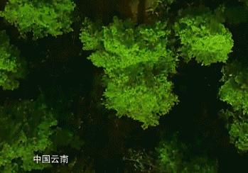 从崇洋→洋崇，被外国小姐姐追捧的国货了解一下